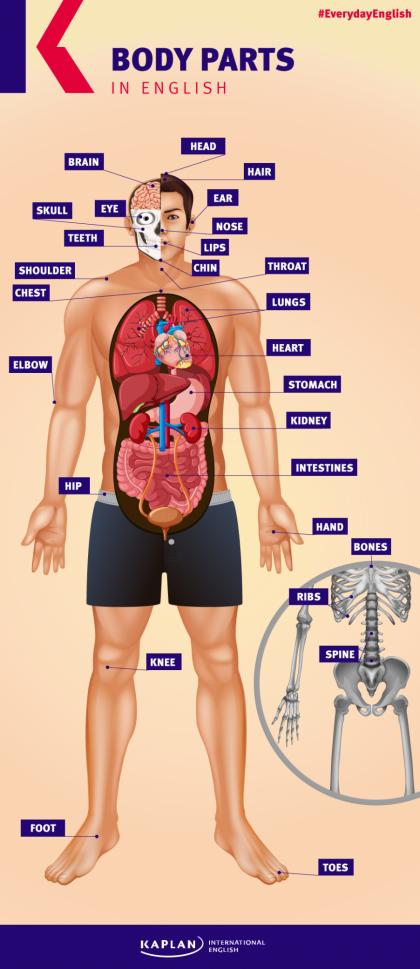 Partes do corpo humano em ingles